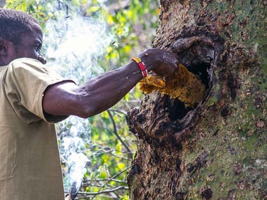 maclimate project bee keeper