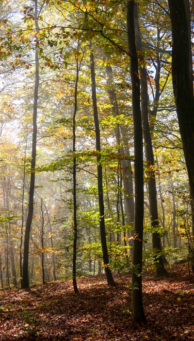 Autum Forest