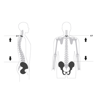 Torso Length
