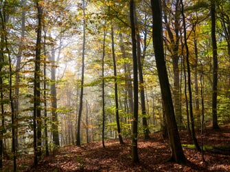 Autum Forest