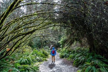 walking through a forest on a rainy day