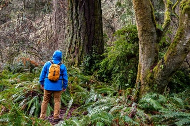 walking through a forest on a rainy day