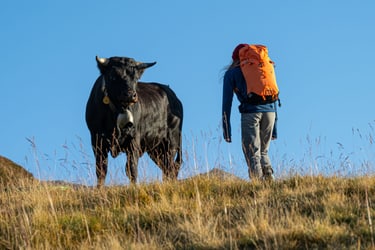 walking over grasslands