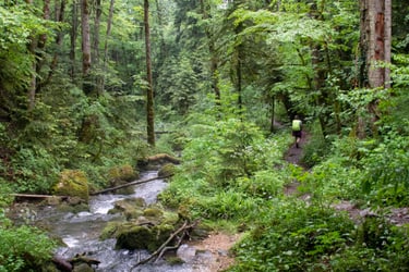 rainy day in forest