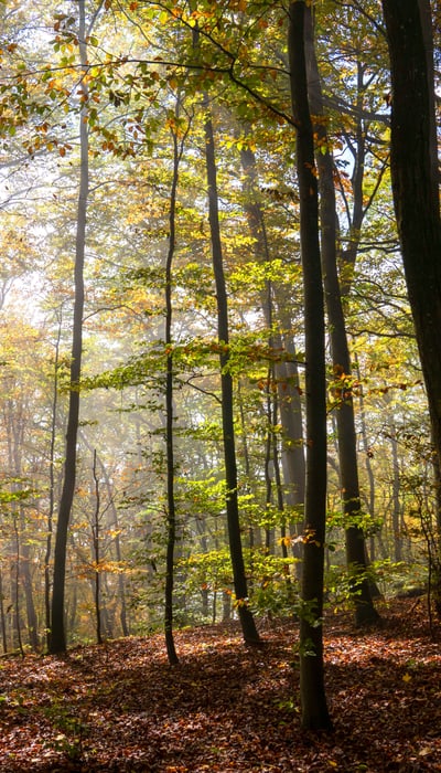 Autum Forest